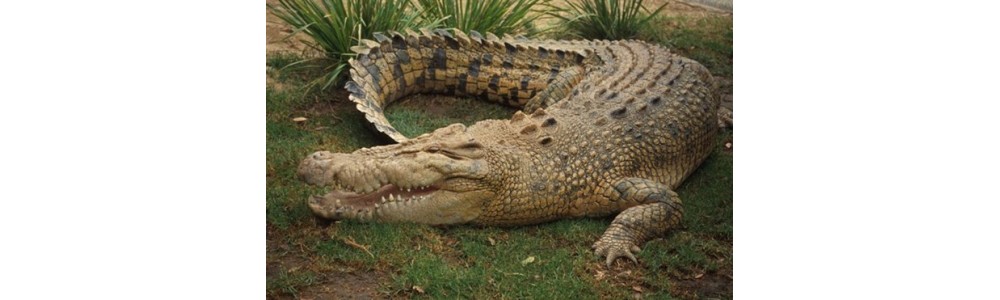 Crocodile Watch Straps