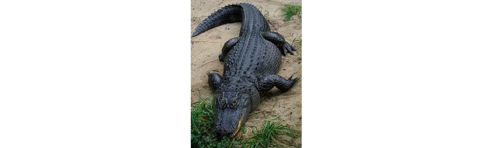 Alligator Watch Straps
