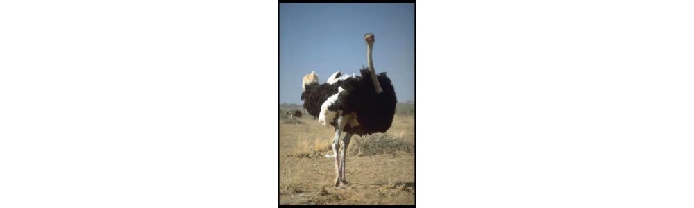 Ostrich Watch Straps